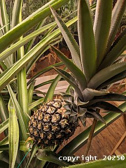 Ghanaian Sugarloaf pineapple plant with ripe fruit
